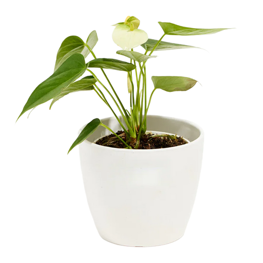 Anthurium Plant Large