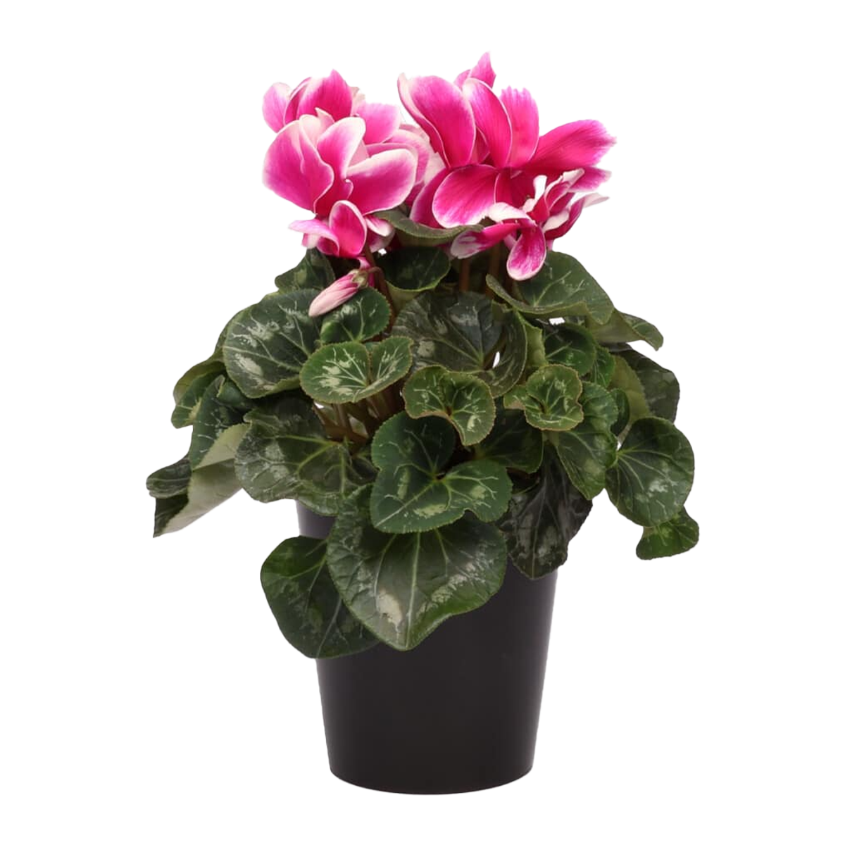 Cyclamen Plant Medium | Harris Farm Markets Online