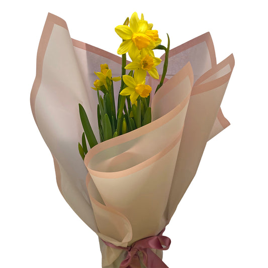 Flowers Daffodil