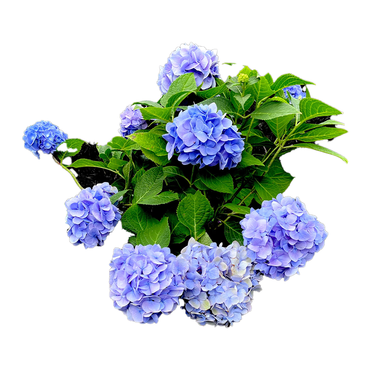 Hydrangea Plant