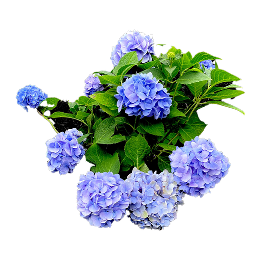 Hydrangea Plant