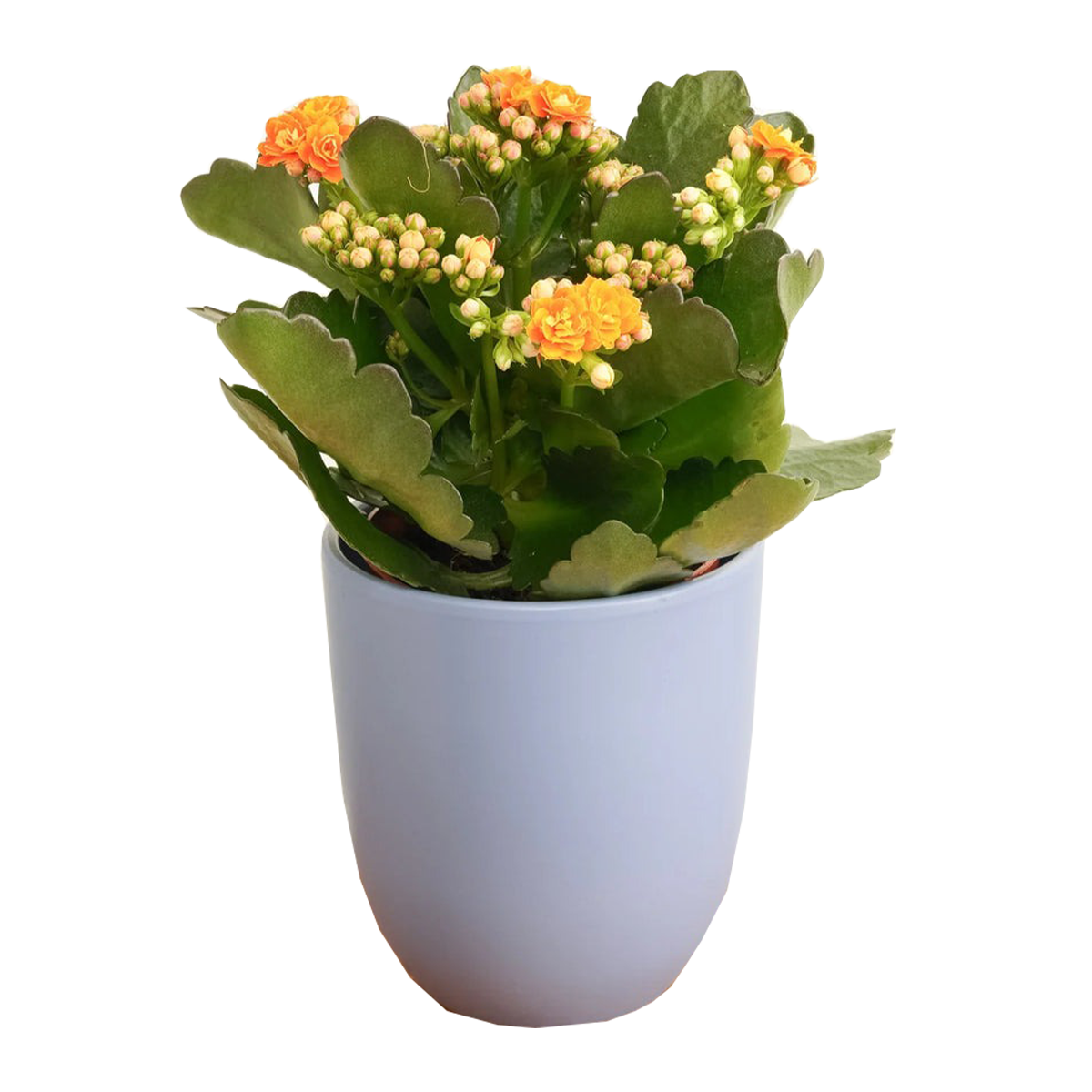 Kalanchoe Plant Small