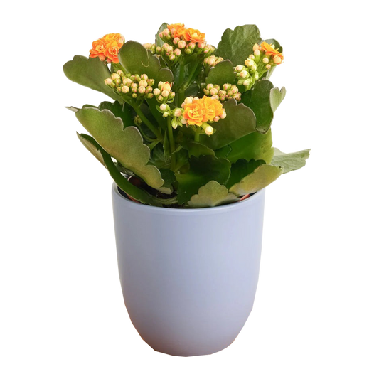 Kalanchoe Plant Small