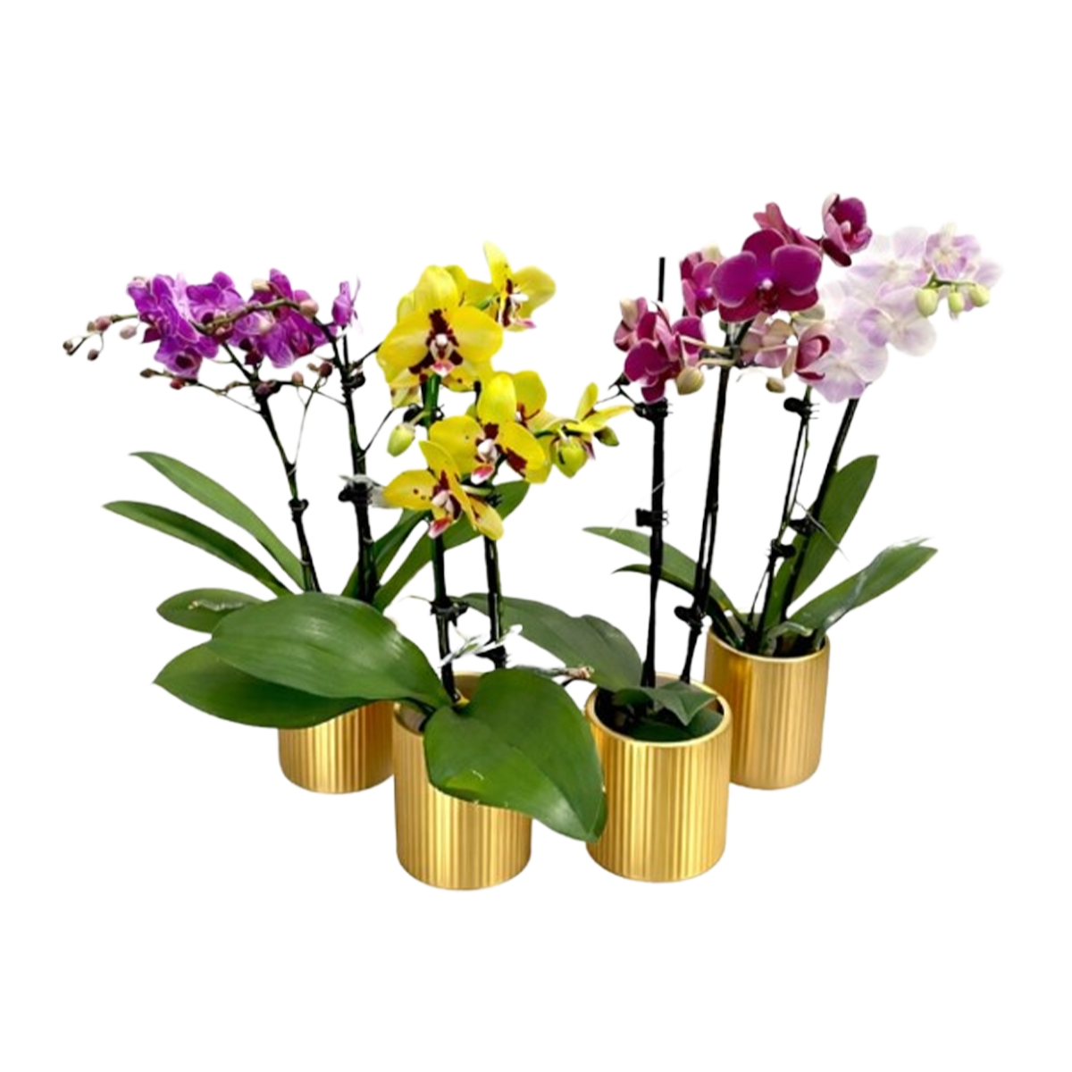 Phalaenopsis Plant Decorative Gold Pot 2.7inch