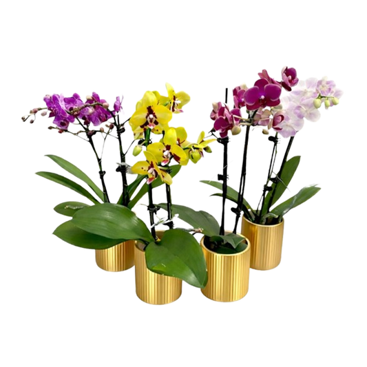Phalaenopsis Plant Decorative Gold Pot 2.7inch