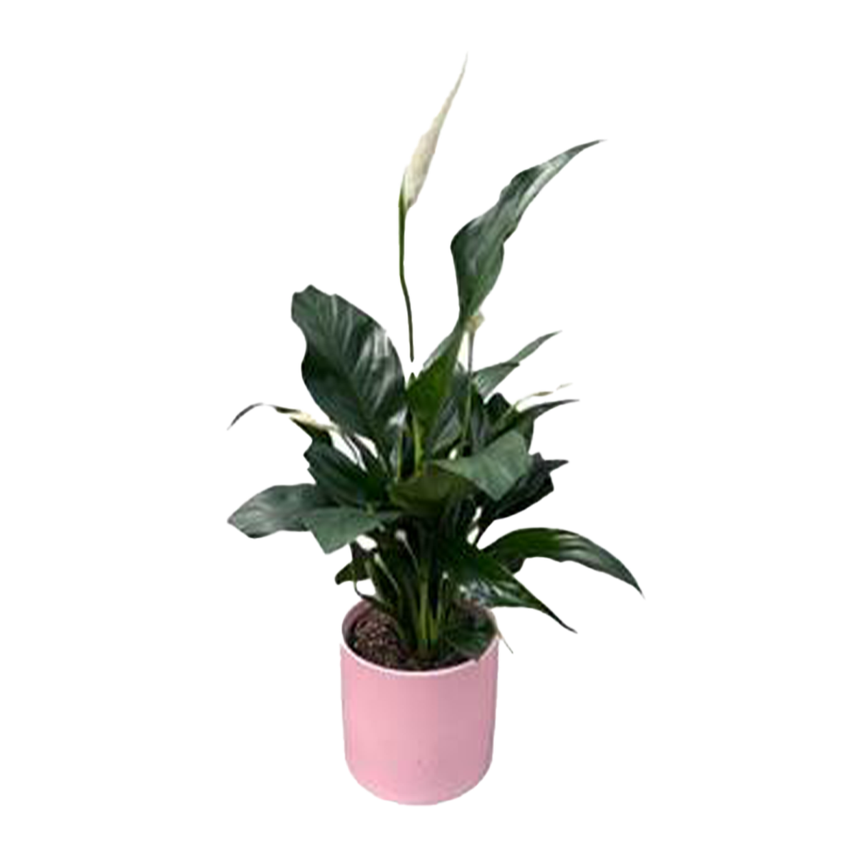 Spathiphyllum Decorative Pot 120mm