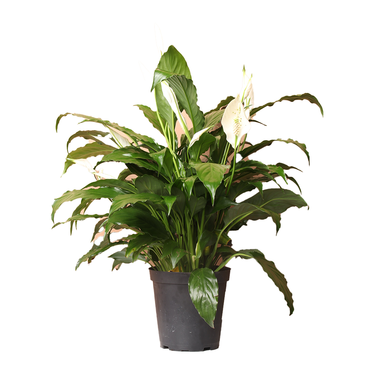 Peace Lily Plant Medium | Harris Farm Markets Online