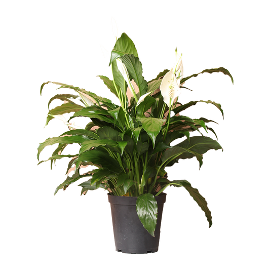 Peace Lily Plant Medium | Harris Farm Markets Online