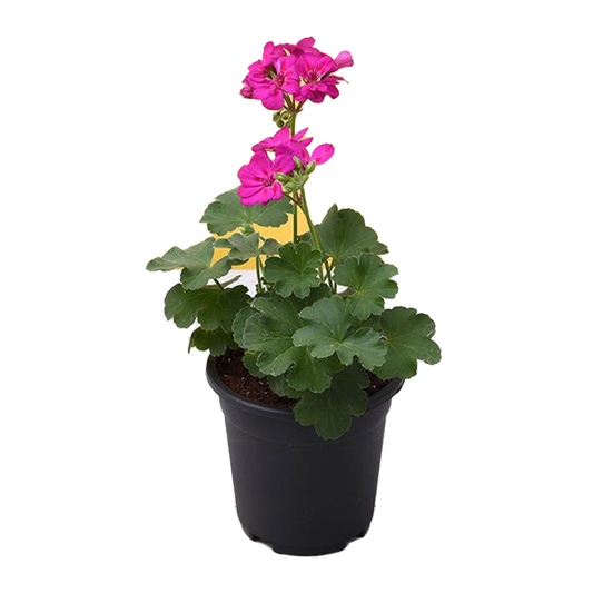 Geranium Plant Medium