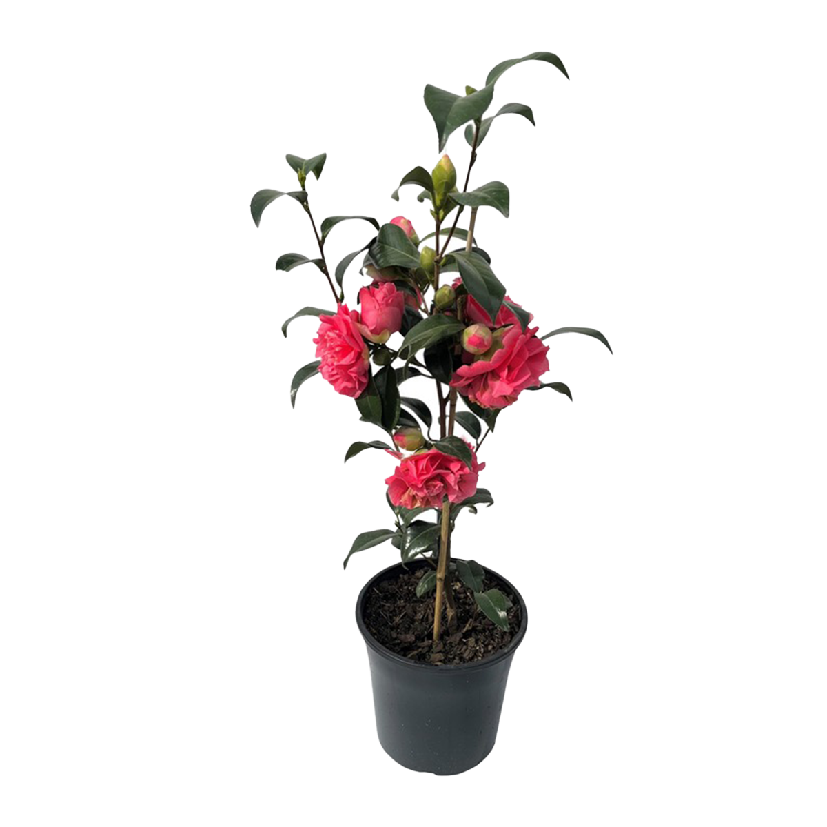 Camellia Plant