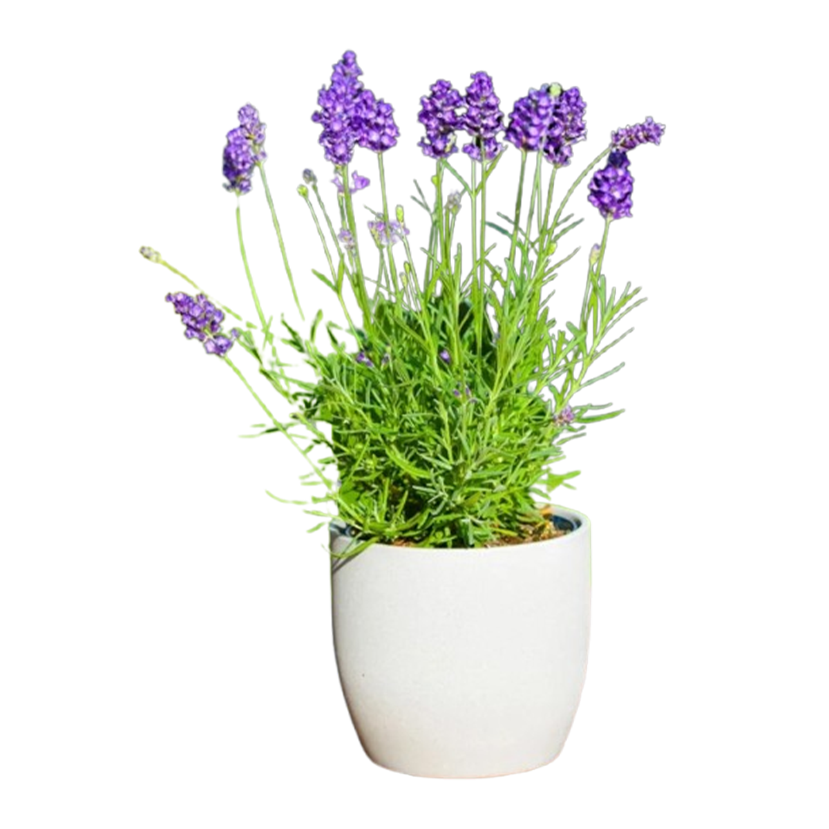 Lavender Plant Medium