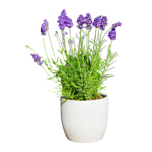 Lavender Plant Medium