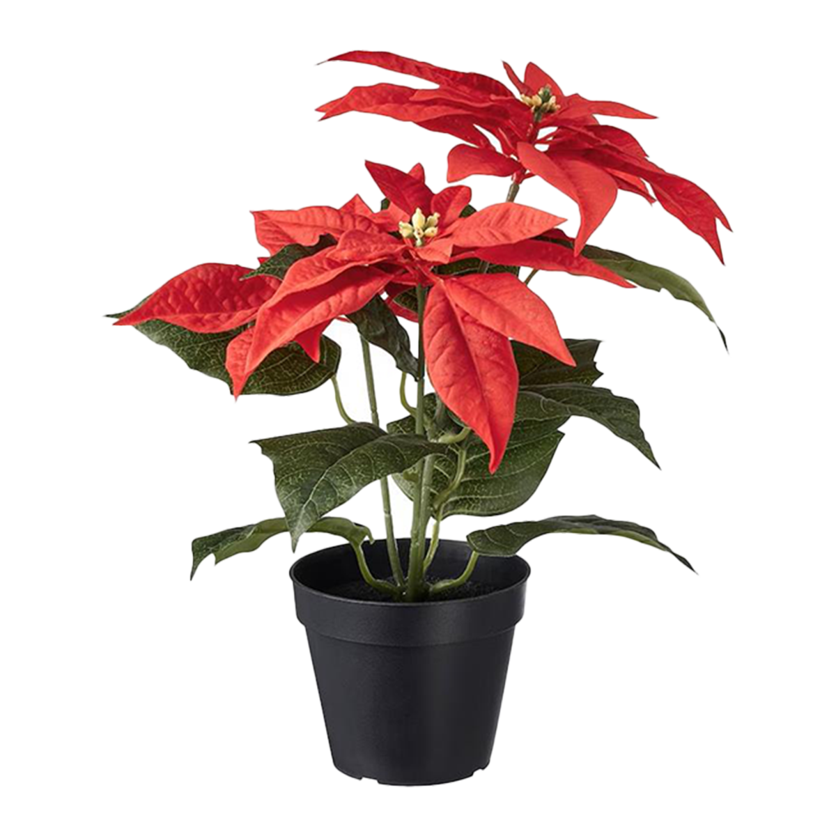 Poinsettia Plant Premium Small | Harris Farm Markets Online