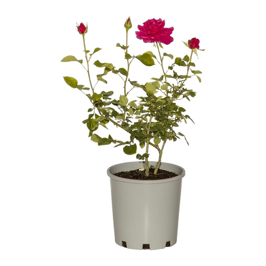 Rose Plant 200mm