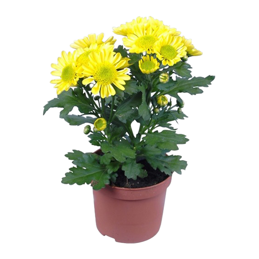 Daisy Plant Medium