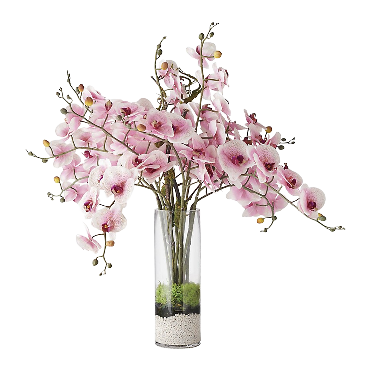 Phalaenopsis Orchid in Candle Vase Glass