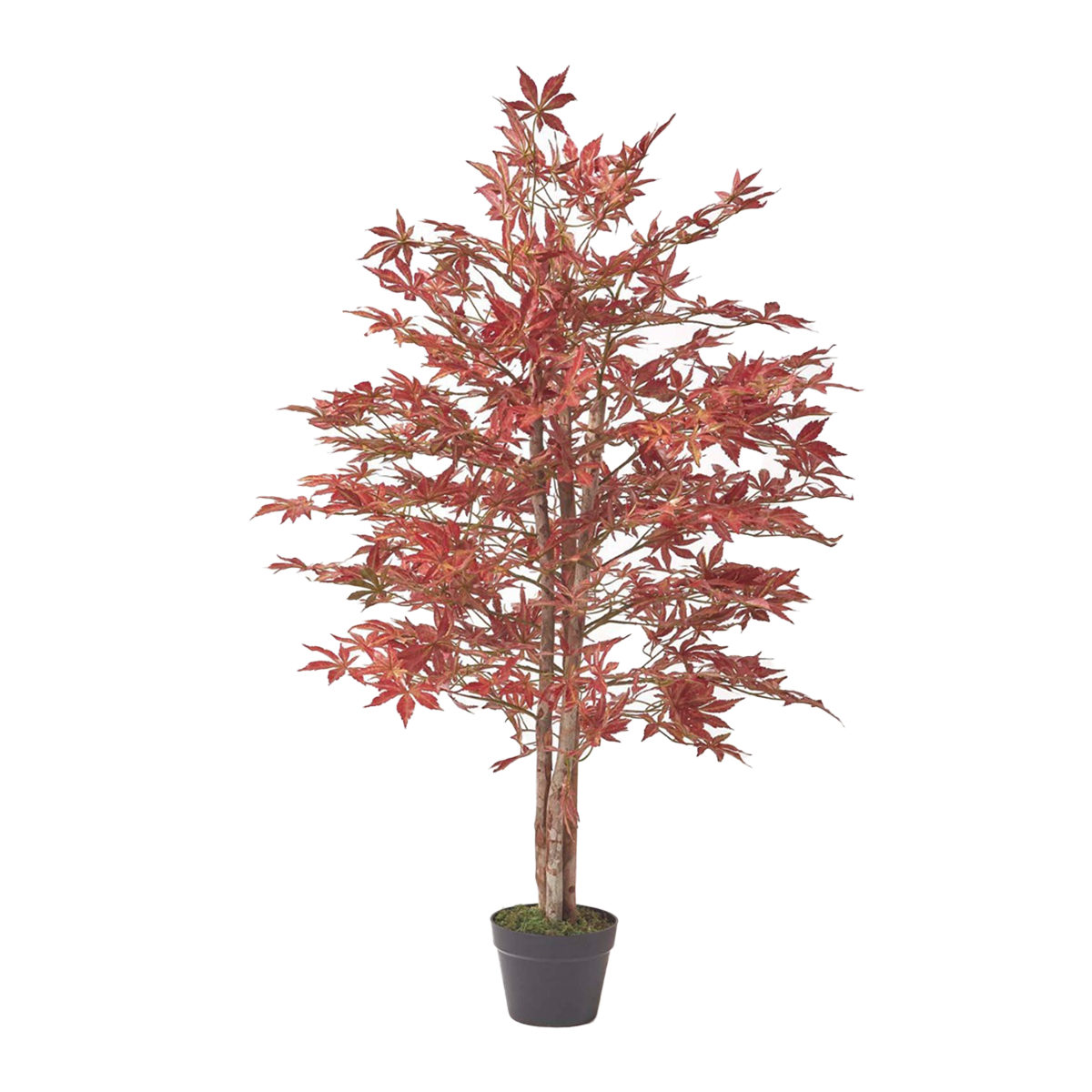 Acer Maple Plant XL