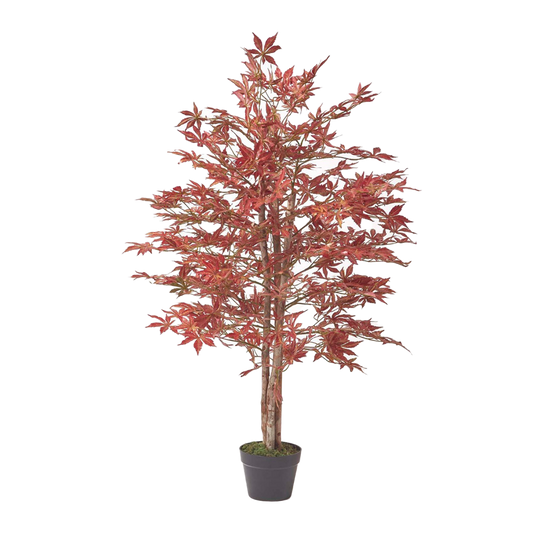 Acer Maple Plant XL