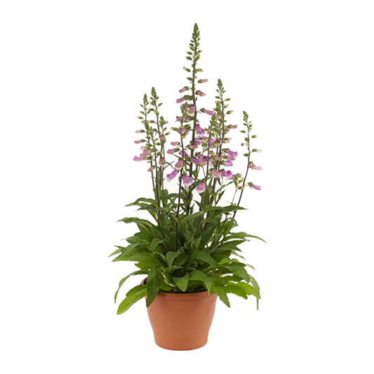 Digitalis Plant