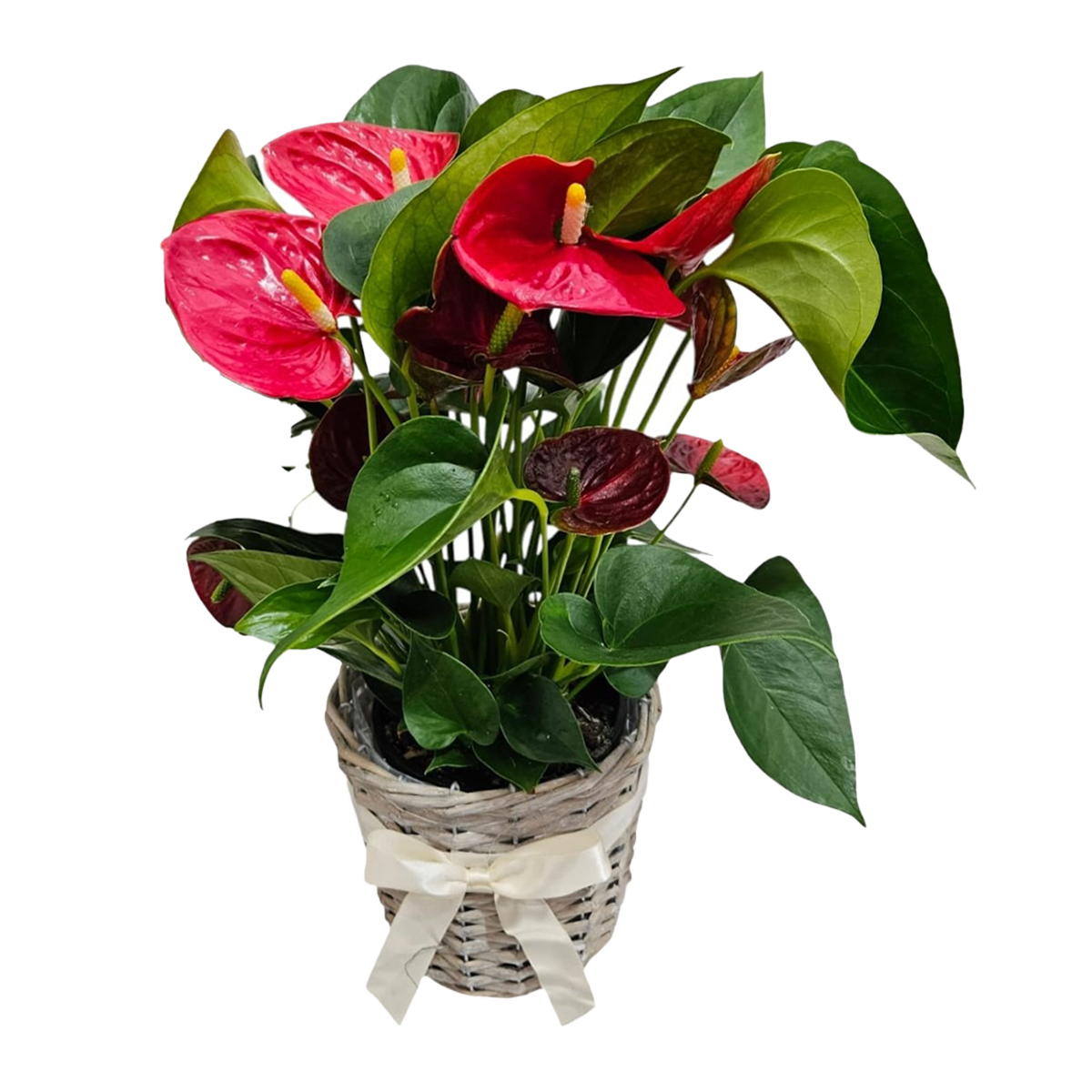 Anthurium Plant Basket 14cm