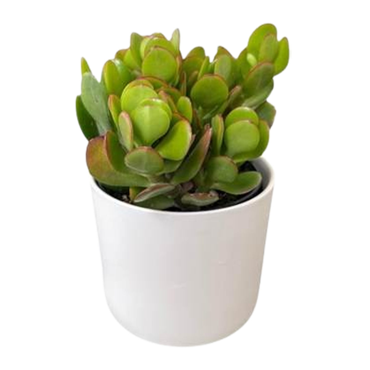 Crassula Plant Designer Pot 12cm