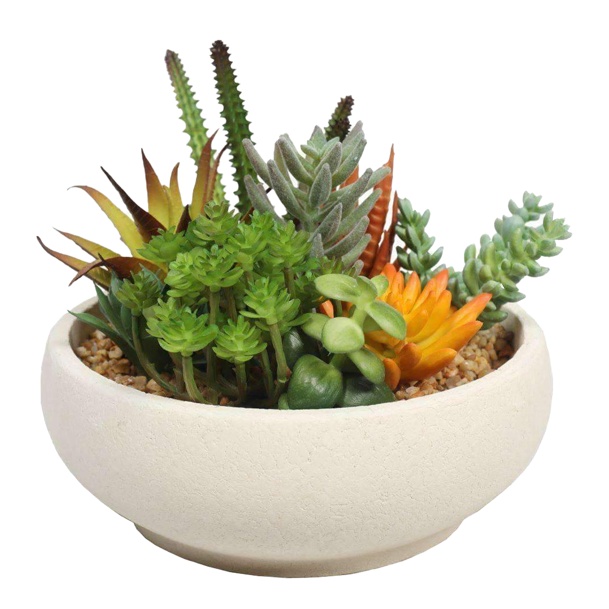 Succulent Plant Designer Pot 60cm | Harris Farm Markets Online