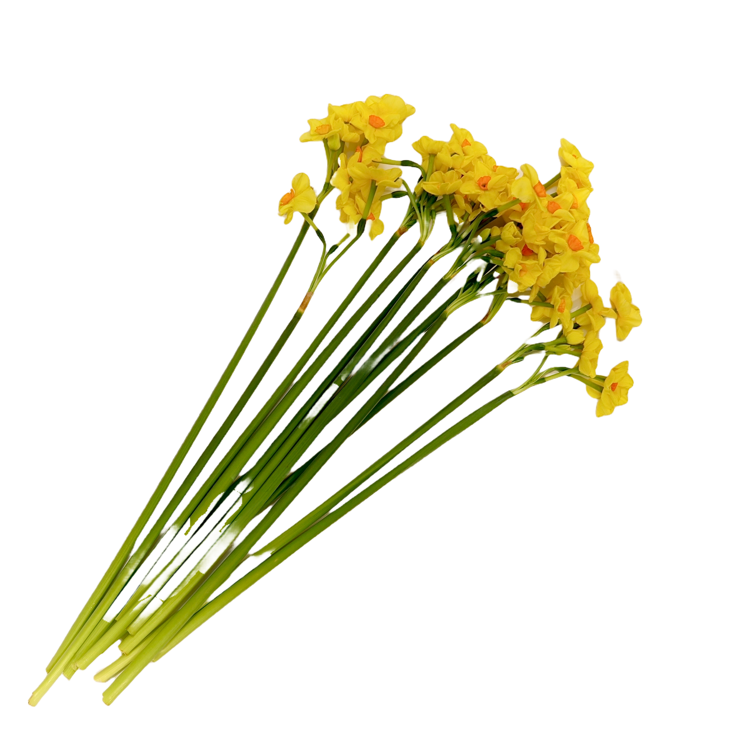 Flowers Jonquil Bunch
