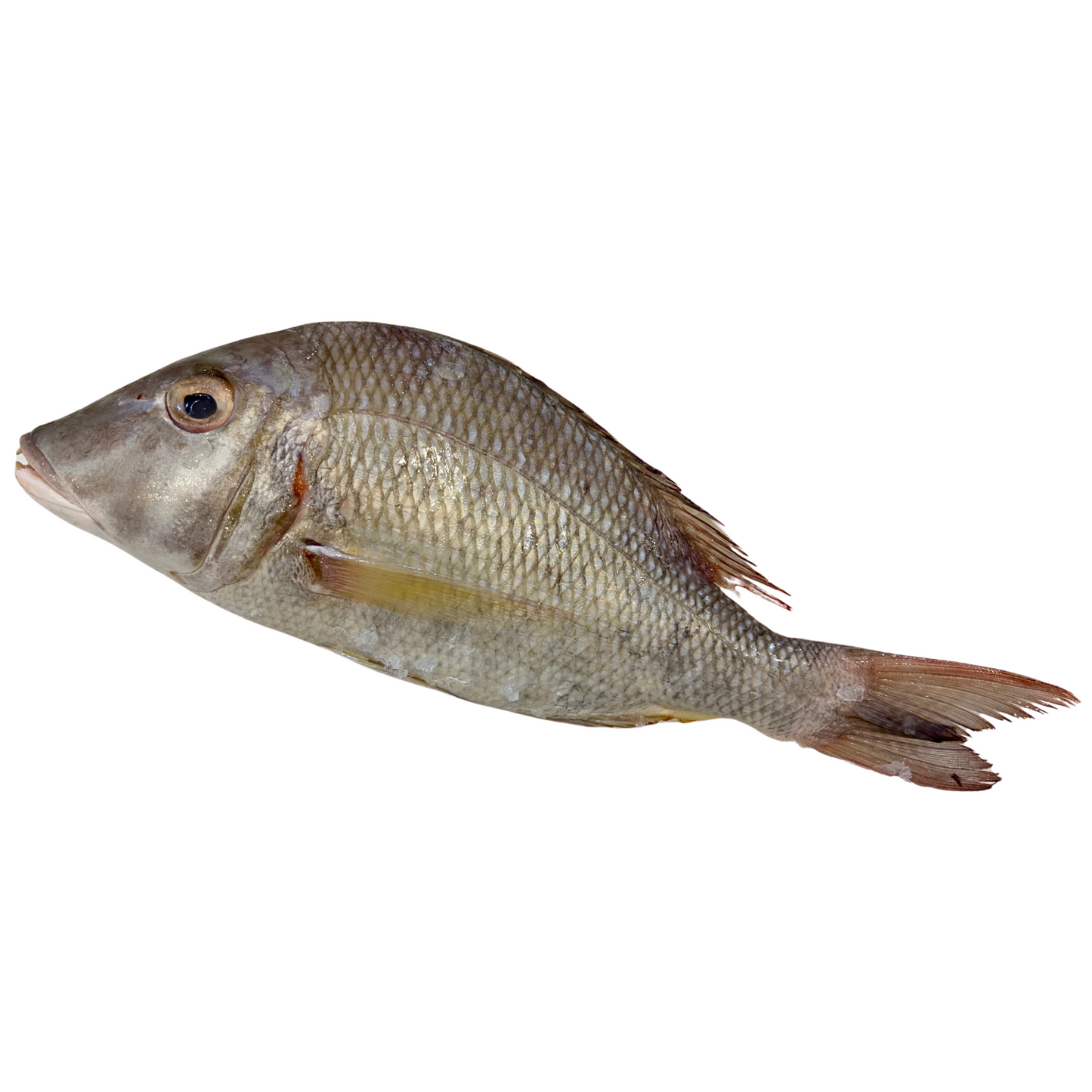 Fish in the Family Whole Red Spot Emperor Gutted min 1kg