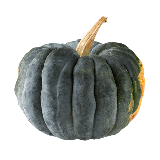 Pumpkin Potkin