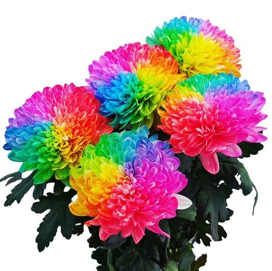 Flowers Rainbow Dyed Disbuds 5 Stem