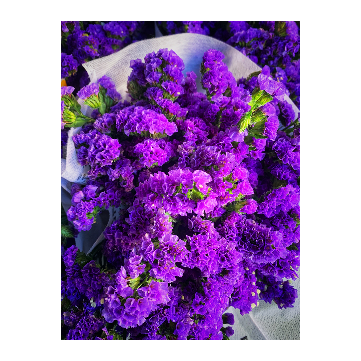 Flower Premium Statice