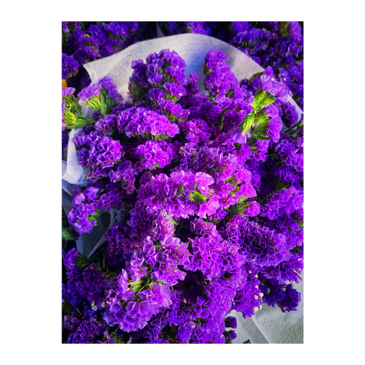 Flower Premium Statice