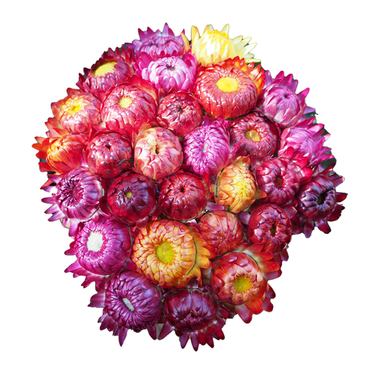 Flowers Paper Daisy Bunch