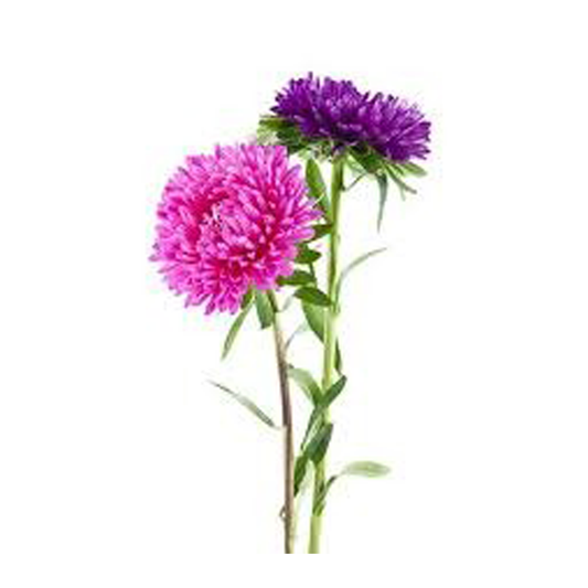 Flowers Aster