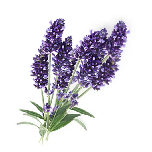 Lavender Flower