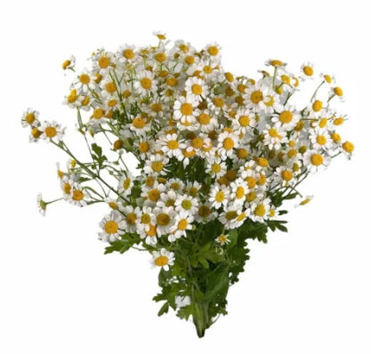 Flower Matricaria | Harris Farm Markets Online