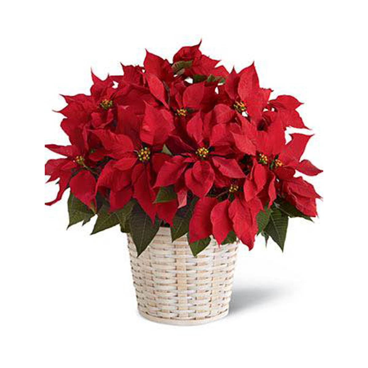 Poinsettia Plant 27cm in Basket | Harris Farm Markets Online