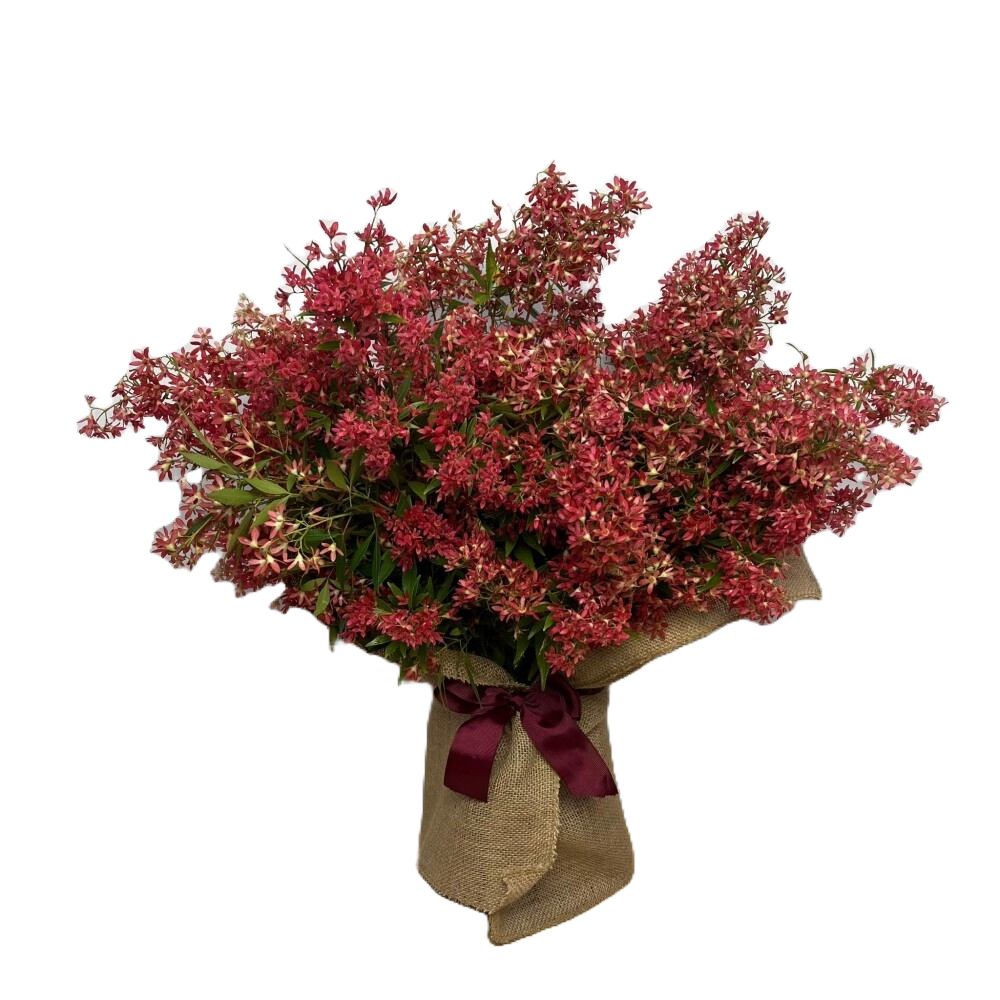 Christmas Bush Medium