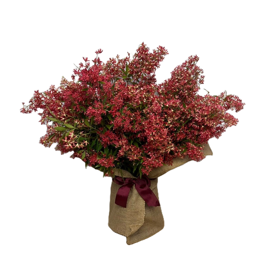 Christmas Bush Medium
