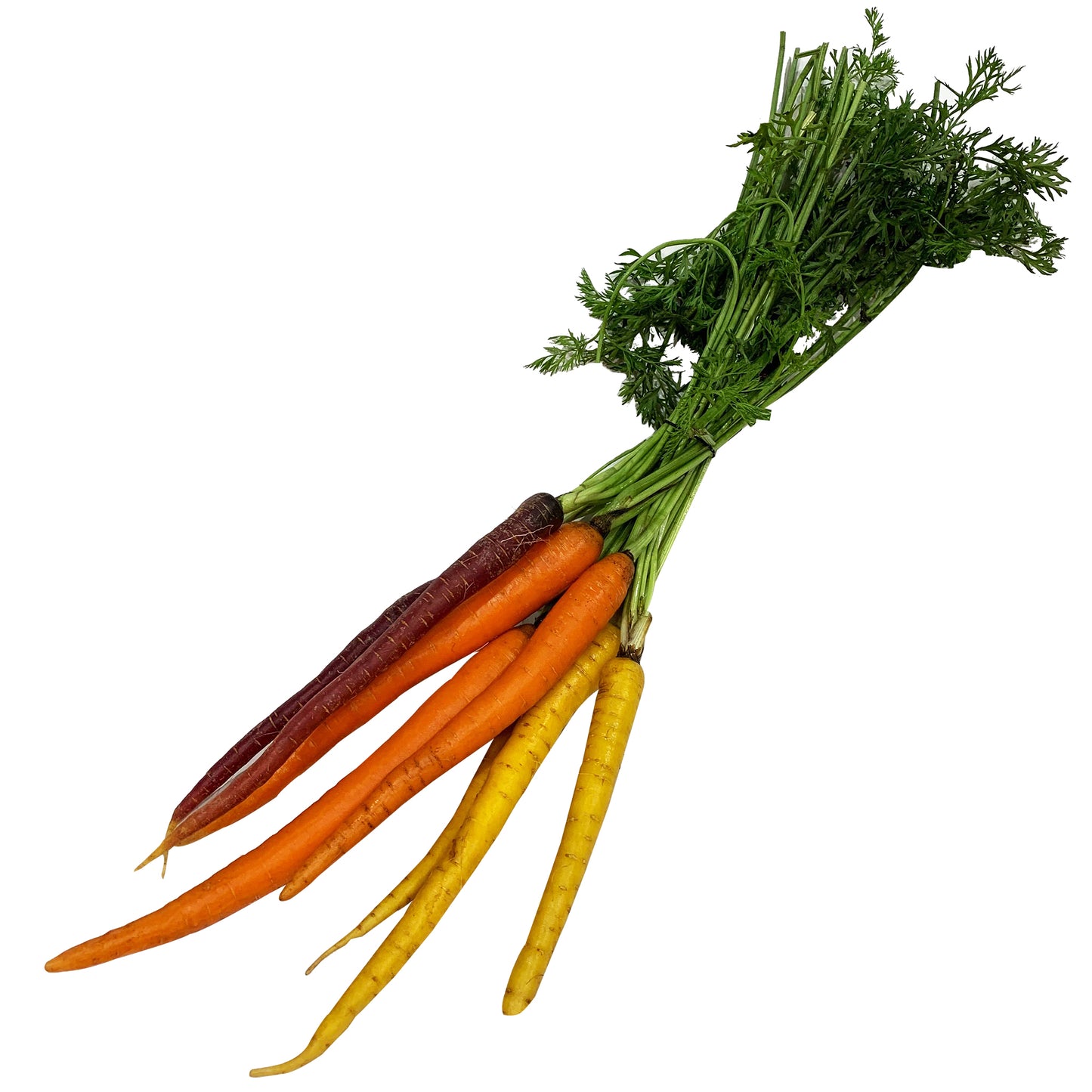 Carrot Rainbow Dutch bunch