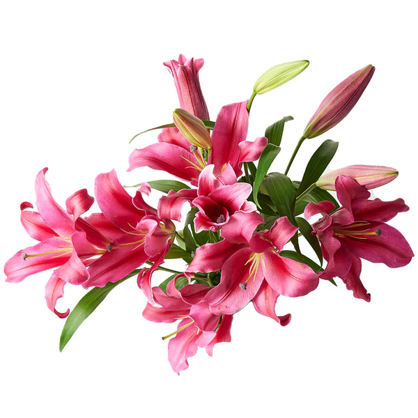 Flowers Oriental Lilies Pink Bunch | Harris Farm Online