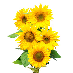 Flowers Sunflowers 5 Stem Bunch | Harris Farm Online