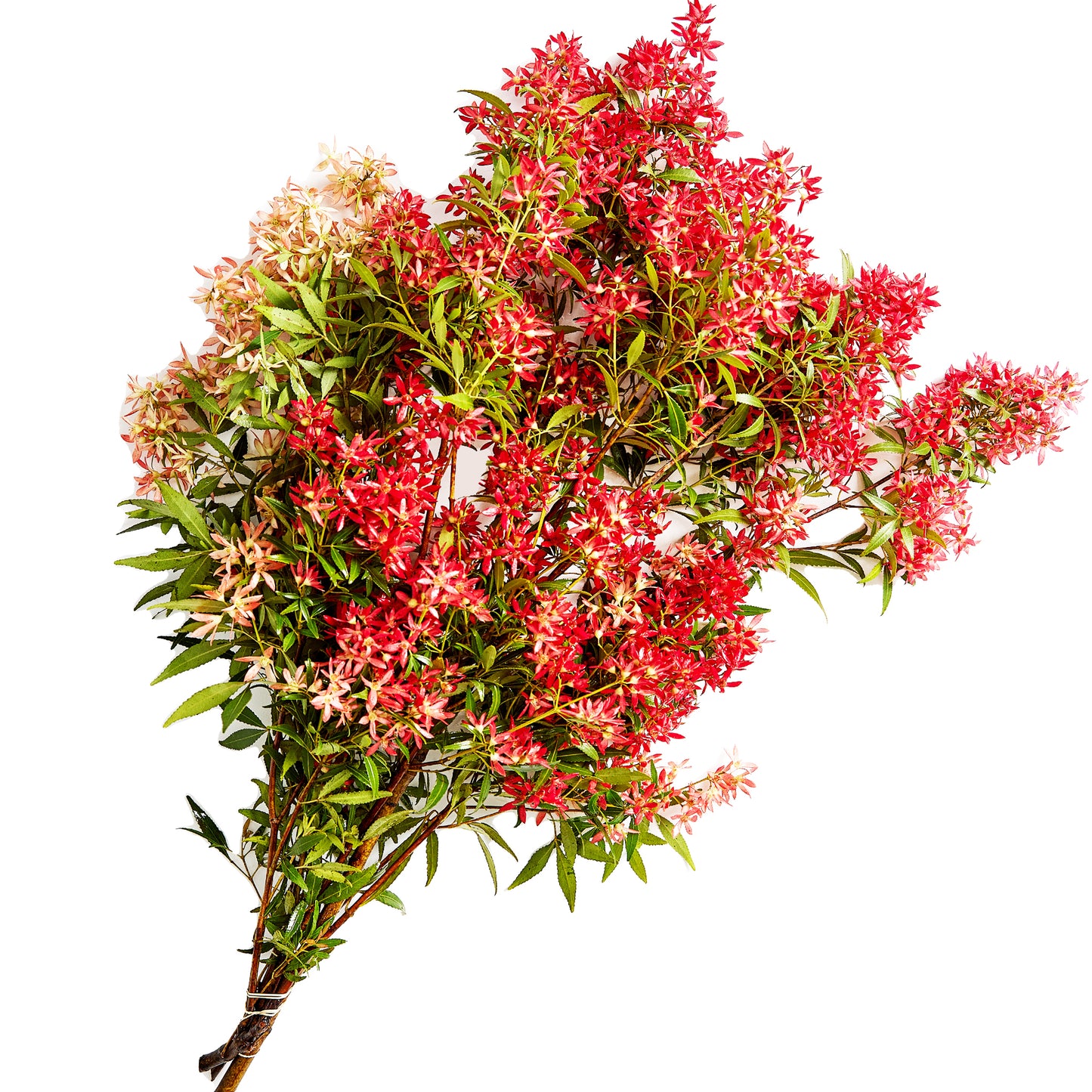 Christmas Bush Large | Harris Farm Online