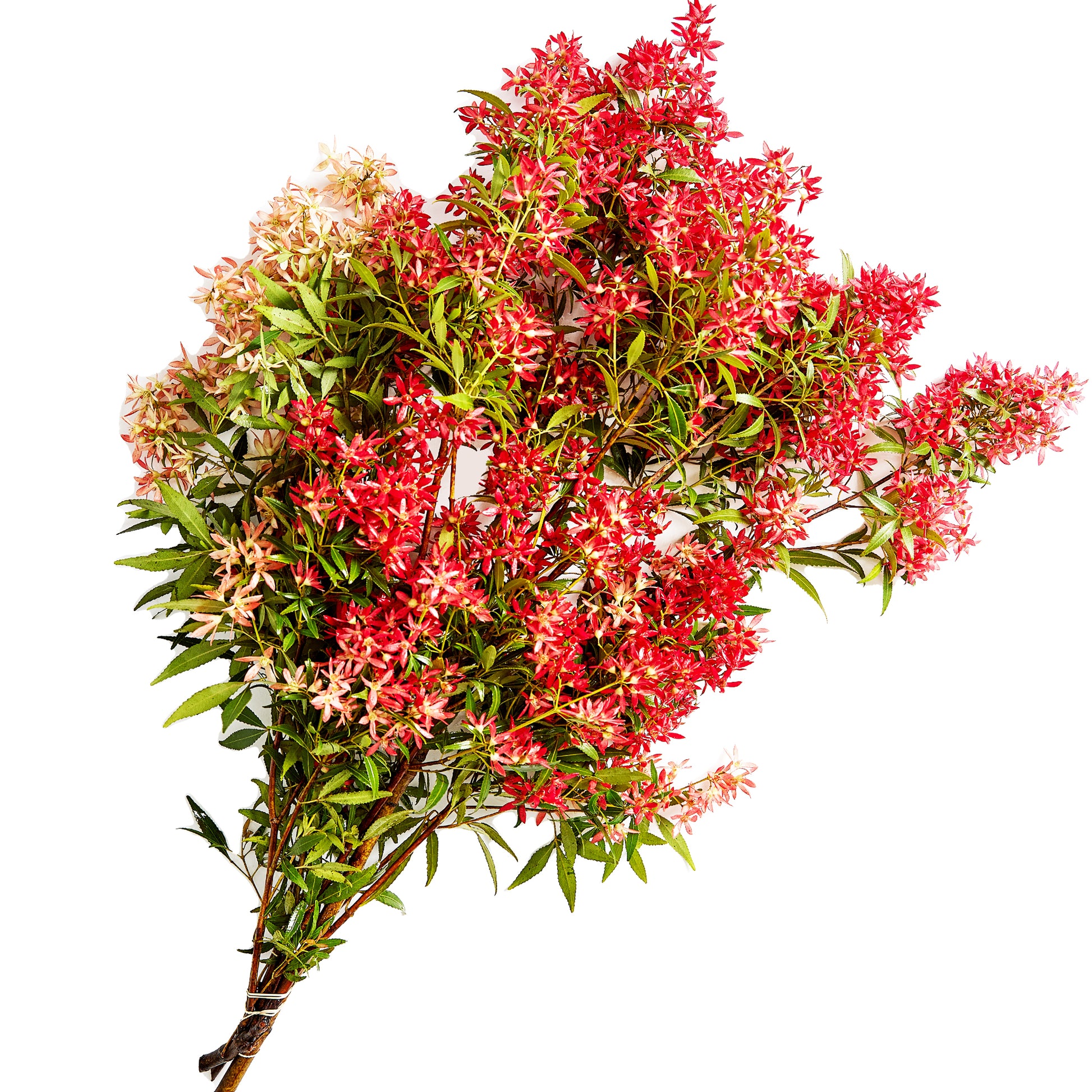 Christmas Bush Large | Harris Farm Online