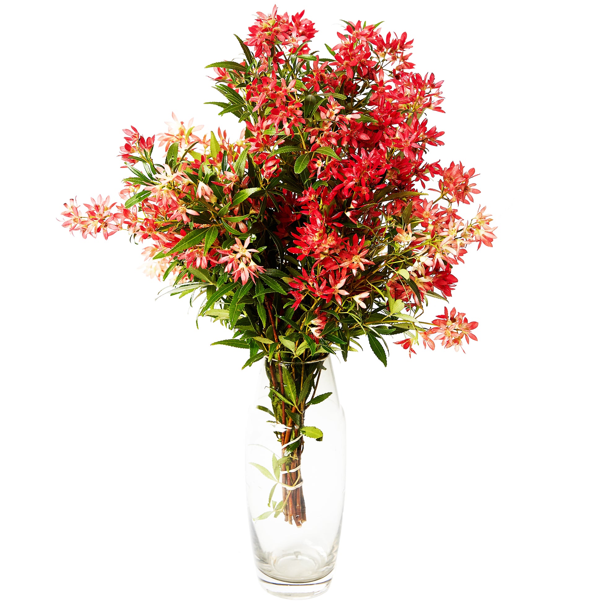 Christmas Bush Small | Harris Farm Online