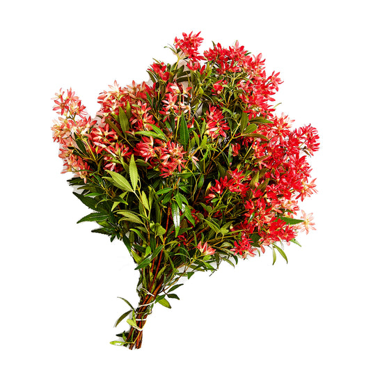 Christmas Bush Small | Harris Farm Online