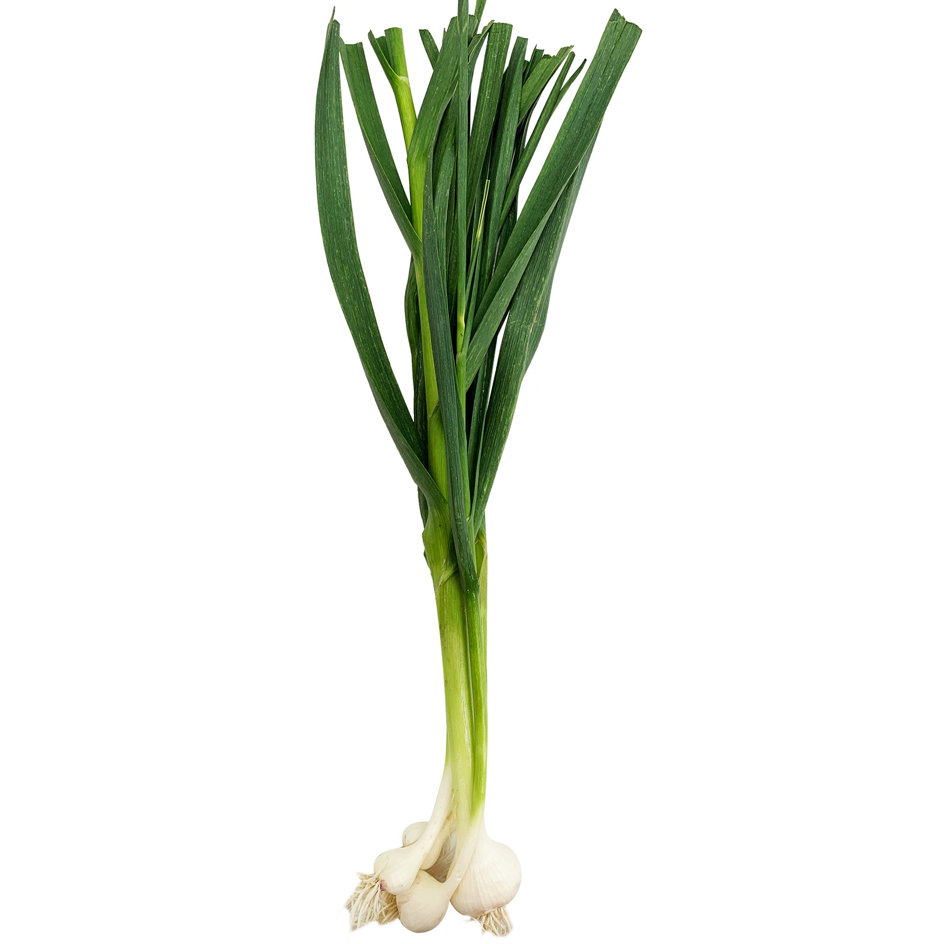 Garlic Fresh bunch | Harris Farm Online
