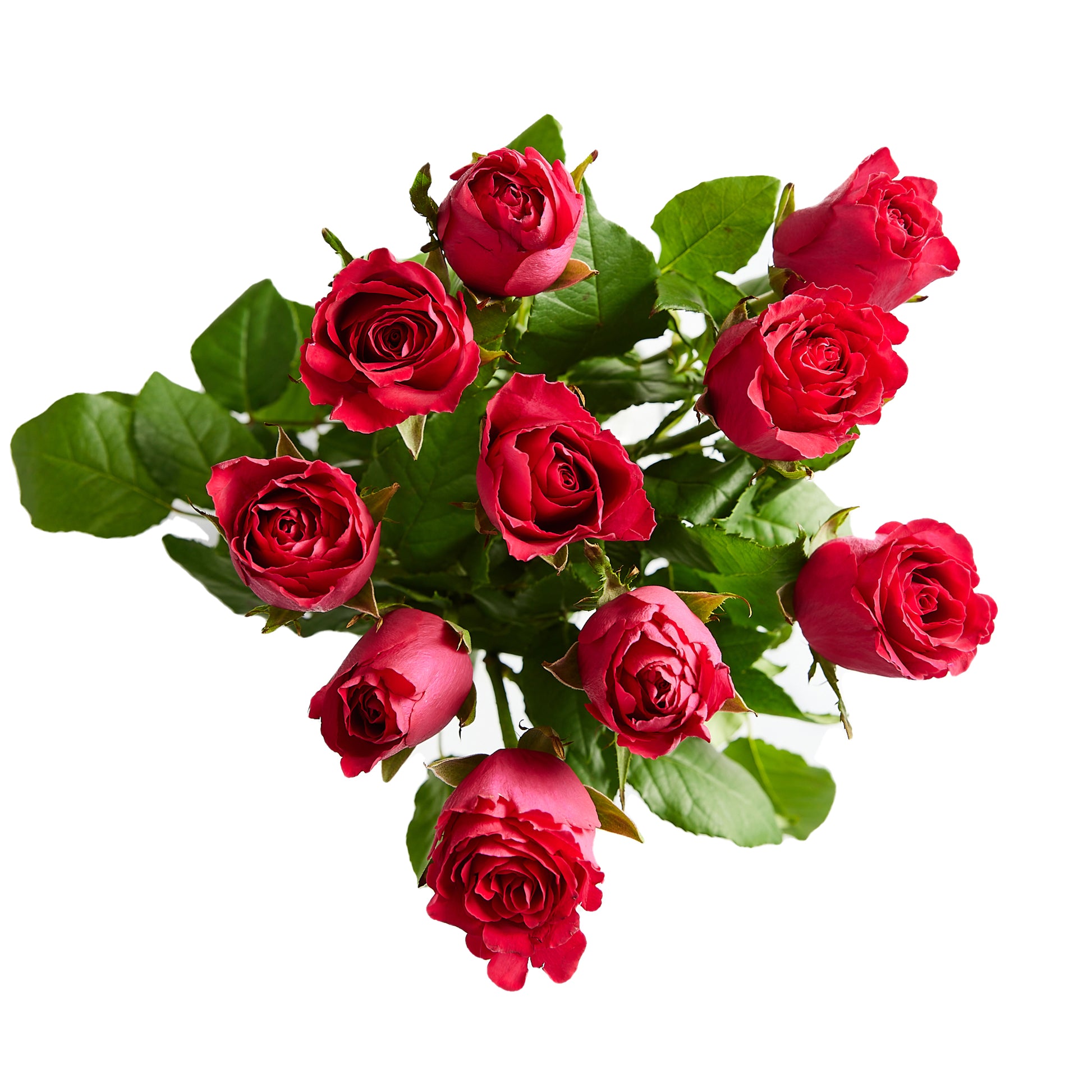 Flowers Roses Dark Pink 10 Stem Bunch | Harris Farm Online