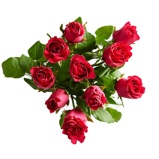 Flowers Roses Dark Pink 10 Stem Bunch | Harris Farm Online
