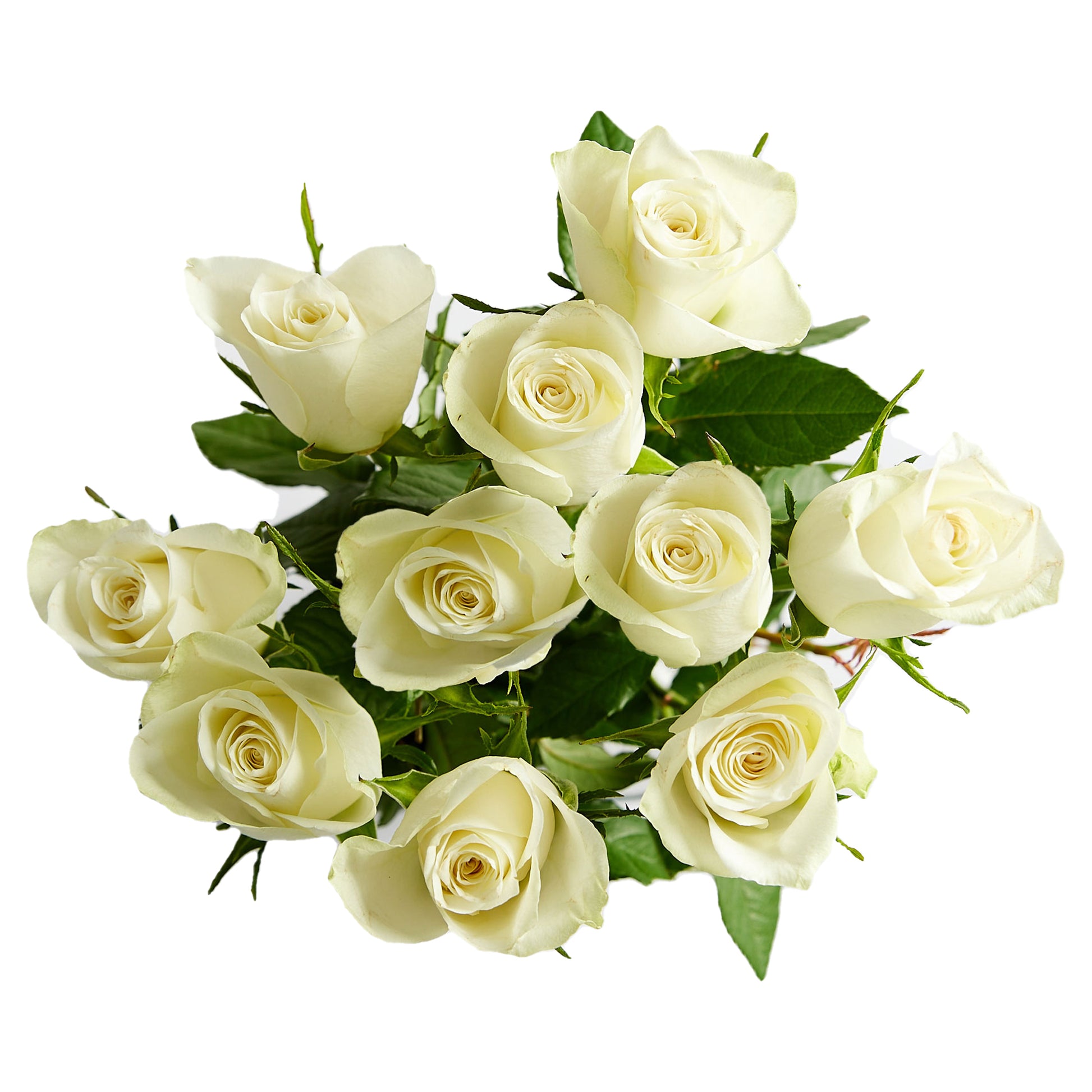Flowers Roses White 10 Stem Bunch | Harris Farm Online